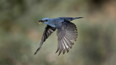 Gökardıç - Monticola solitarius kuş fotoğrafı