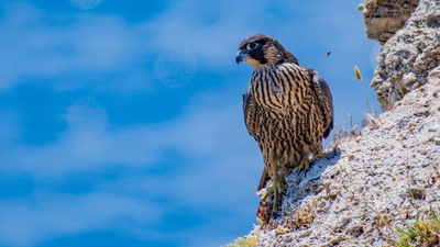 Gök Doğan - Falco peregrinus kuş fotoğrafı