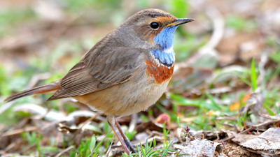 Mavigerdan - Luscinia svecica kuş fotoğrafı