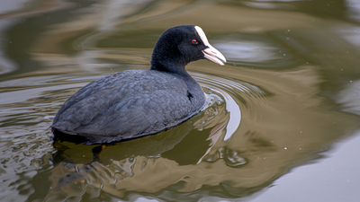 Sakarmeke - Fulica atra kuş fotoğrafı
