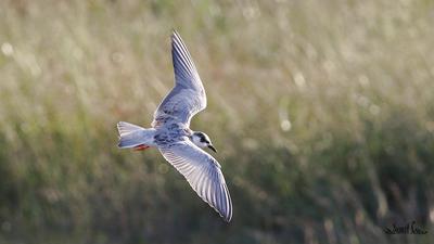 Bıyıklı Sumru (Chlidonias hybrida) - Kastamonu / Abana kuş fotoğrafı