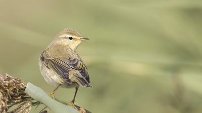 Söğütbülbülü - Phylloscopus trochilus kuş fotoğrafı