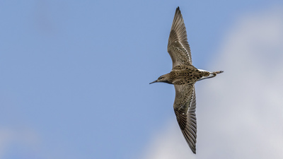 Dövüşkenkuş - Calidris pugnax kuş fotoğrafı