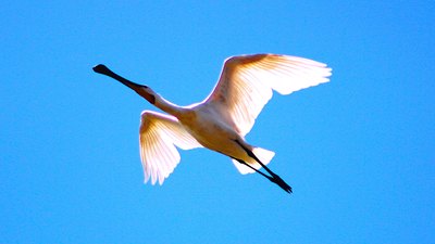 Kaşıkçı - Platalea leucorodia kuş fotoğrafı