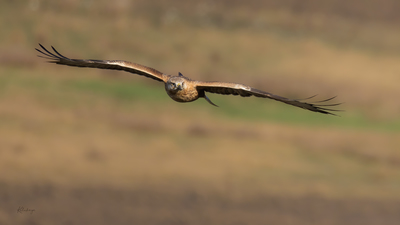 Kızıl Şahin (Buteo rufinus) - Bilecik / Pazaryeri kuş fotoğrafı