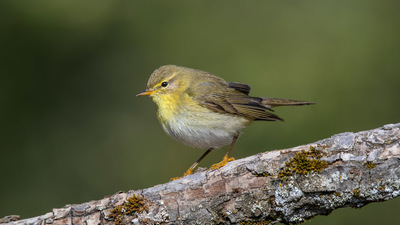 Söğütbülbülü