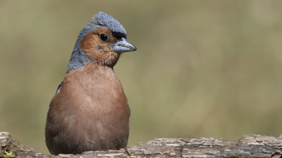 İspinoz (Fringilla coelebs) - Bilecik / Bozüyük kuş fotoğrafı