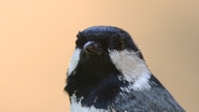 Çam Baştankarası - Periparus ater kuş fotoğrafı
