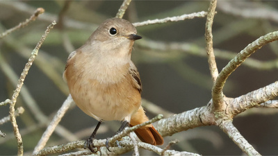 Kızılkuyruk (Phoenicurus phoenicurus) - Tekirdağ / Çerkezköy kuş fotoğrafı