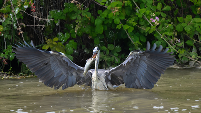 Gri Balıkçıl - Ardea cinerea kuş fotoğrafı