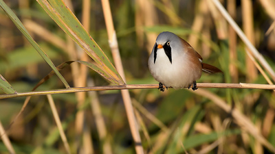 Bıyıklı Baştankara - Panurus biarmicus kuş fotoğrafı