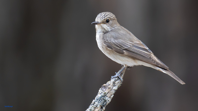 Benekli Sinekkapan - Muscicapa striata kuş fotoğrafı