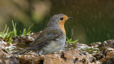 Kızılgerdan - Erithacus rubecula kuş fotoğrafı