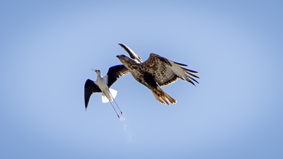 Şahin - Buteo buteo kuş fotoğrafı