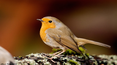 Kızılgerdan - Erithacus rubecula kuş fotoğrafı
