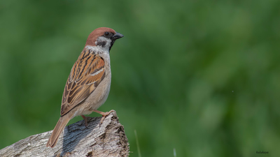 Ağaç serçesi (Passer montanus) - Eskişehir / Odunpazarı kuş fotoğrafı