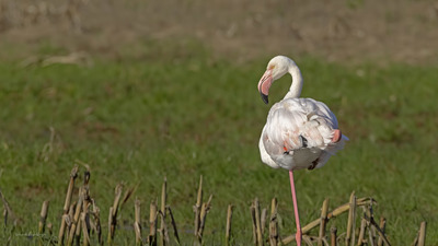 Flamingo (Phoenicopterus roseus) - Kocaeli / Körfez kuş fotoğrafı