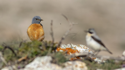 Taşkızılı - Monticola saxatilis kuş fotoğrafı