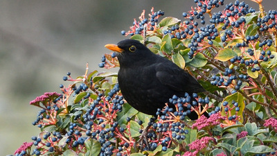 Karatavuk