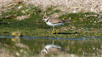 Halkalı Küçük Cılıbıt - Charadrius dubius kuş fotoğrafı