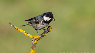 Çam baştankarası (Periparus ater) - Bilecik / Bozüyük kuş fotoğrafı