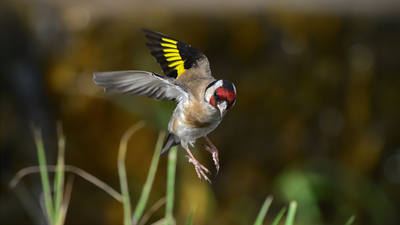Saka - Carduelis carduelis kuş fotoğrafı