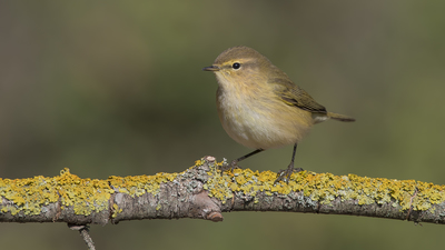 Çıvgın - Phylloscopus collybita kuş fotoğrafı