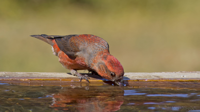 Çaprazgaga