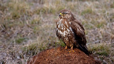 Şahin - Buteo buteo kuş fotoğrafı