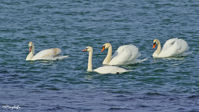 Kuğu - Cygnus olor kuş fotoğrafı