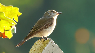 Benekli Sinekkapan (Muscicapa striata) - Tekirdağ / Çerkezköy kuş fotoğrafı