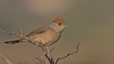 Karabaşlı Ötleğen - Sylvia atricapilla kuş fotoğrafı
