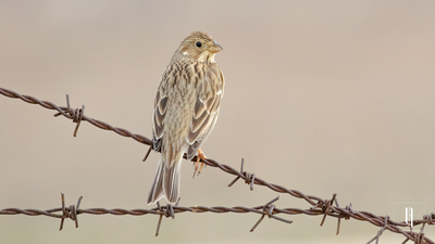 Tarla Çintesi - Emberiza calandra kuş fotoğrafı