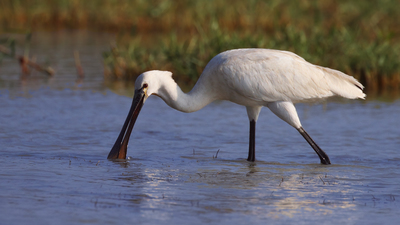 Kaşıkçı (Platalea leucorodia) - Mersin / Silifke kuş fotoğrafı