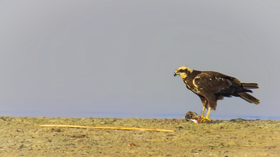 Saz Delicesi - Circus aeruginosus kuş fotoğrafı