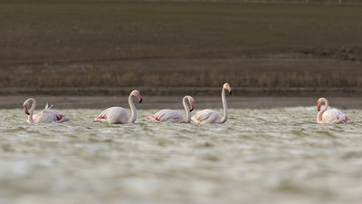 Flamingo
