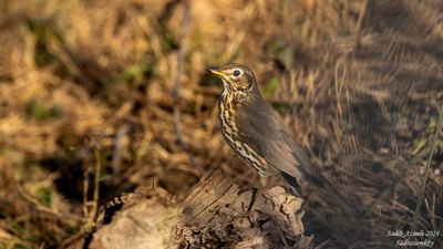 Öter Ardıç - Turdus philomelos kuş fotoğrafı
