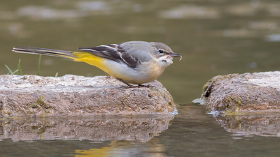 Dağ Kuyruksallayanı - Motacilla cinerea kuş fotoğrafı