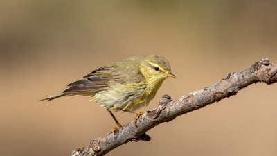 Söğütbülbülü