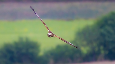 Saz Delicesi - Circus aeruginosus kuş fotoğrafı