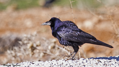 Ekin Kargası