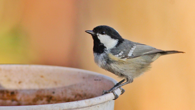 Çam Baştankarası - Periparus ater kuş fotoğrafı