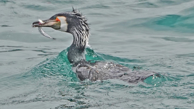 Karabatak (Phalacrocorax carbo) - İstanbul / Beşiktaş kuş fotoğrafı