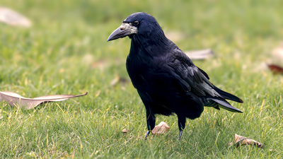 Ekin Kargası - Corvus frugilegus kuş fotoğrafı