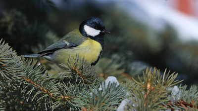 Büyük Baştankara - Parus major kuş fotoğrafı