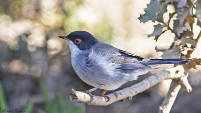 Maskeli Ötleğen (Curruca melanocephala) - Isparta / Eğirdir kuş fotoğrafı