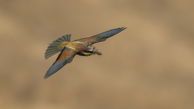 Arıkuşu - Merops apiaster kuş fotoğrafı