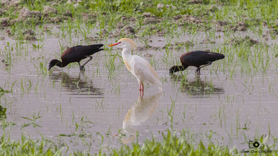 Sığır Balıkçılı - Ardea ibis kuş fotoğrafı