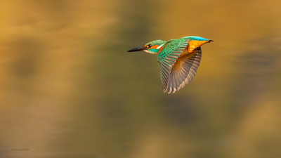 Yalıçapkını (Alcedo atthis) - Bilecik / Merkez kuş fotoğrafı