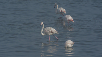 Flamingo